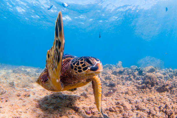 istock Beautiful Hawaiian Green Sea Turtle 804476546