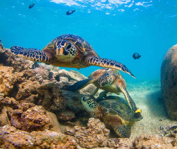istock Beautiful Hawaiian Green Sea Turtle 804476694