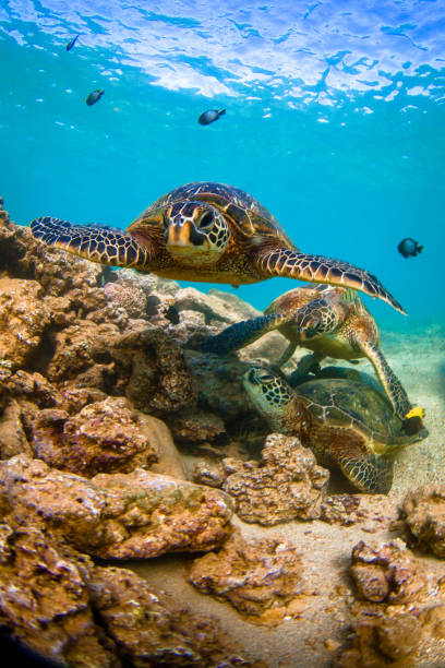 istock Beautiful Hawaiian Green Sea Turtle 804476716