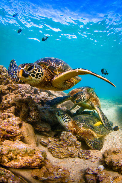 istock Beautiful Hawaiian Green Sea Turtle 804476774