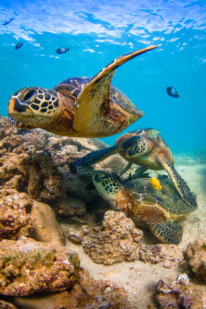istock Beautiful Hawaiian Green Sea Turtle 804476844