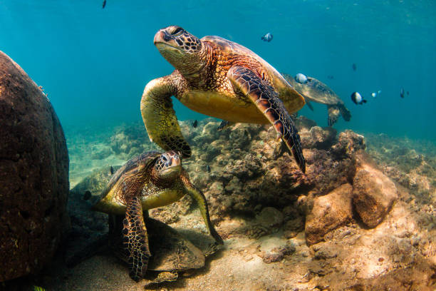 istock Beautiful Hawaiian Green Sea Turtle 804477466