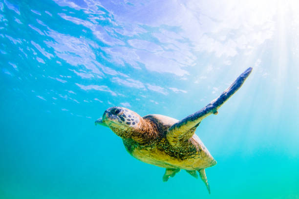 istock Beautiful Hawaiian Green Sea Turtle 804477684