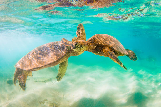 istock Beautiful Hawaiian Green Sea Turtle 804478486