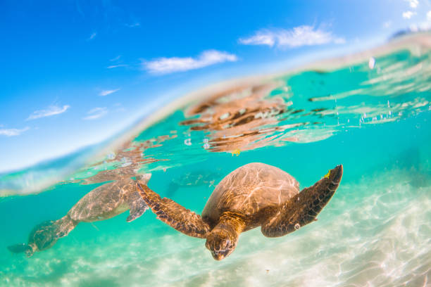 istock Beautiful Hawaiian Green Sea Turtle 804480468