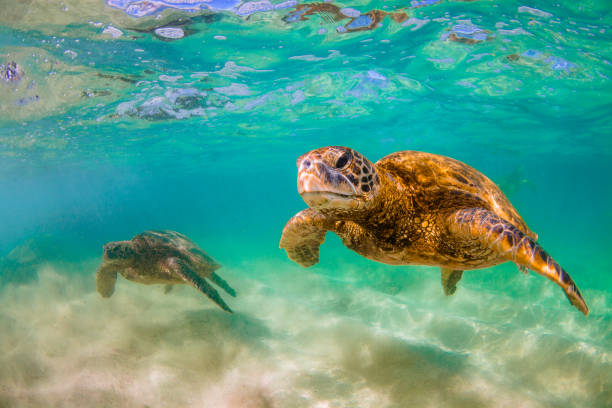 istock Beautiful Hawaiian Green Sea Turtle 804486252