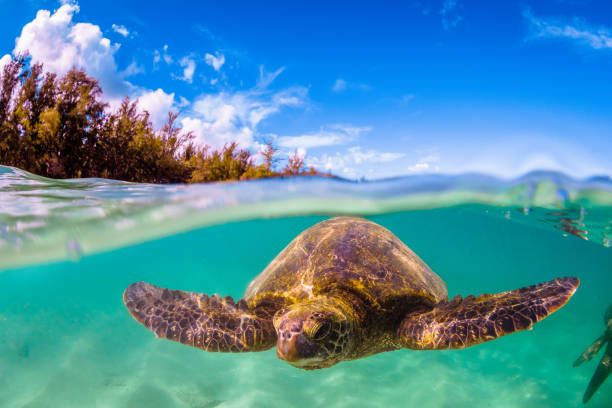 istock Beautiful Hawaiian Green Sea Turtle 804486520