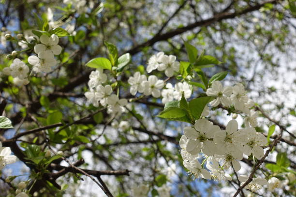 istock Blossoming branches of cherry in early spring 804486848