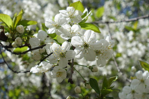 istock Close up of tender white cherry blossom 804486852