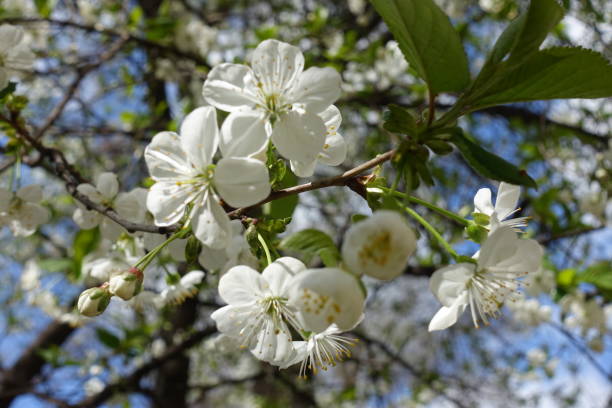 istock Corymb of white cherry flowers in spring 804486880