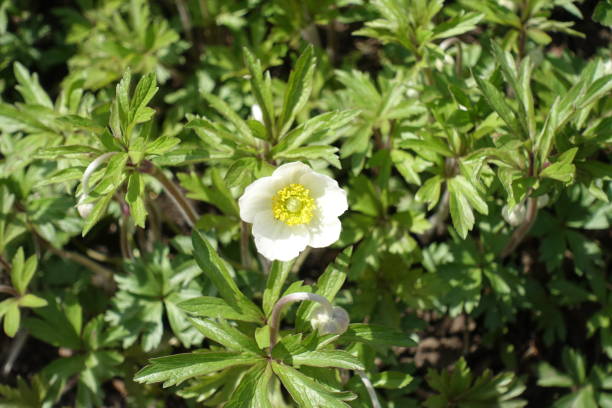 istock Close up of widely opened white anemone flower 804487770