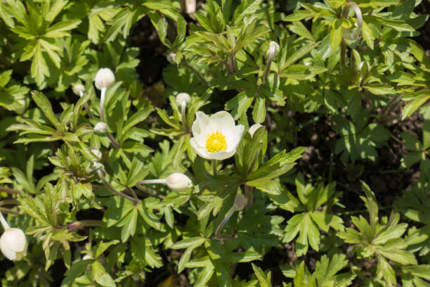 istock Flowers and buds of snowdrop anemone in spring 804487930