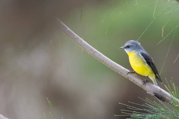 istock Birds Darling Downs Queensland Winter 2017 804488060
