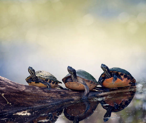 istock Florida Cooter Turtles On A Log 804488464