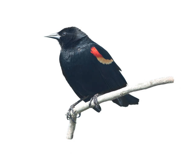 Photo of Red-Winged Blackbird male
