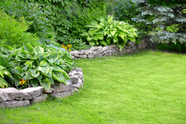 beautiful garden with green grass - beautiful tree day rock imagens e fotografias de stock