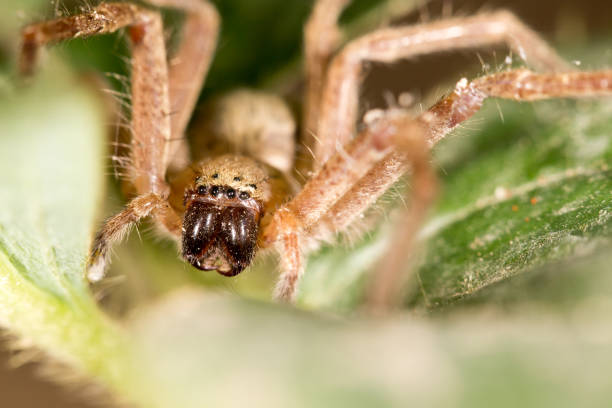 istock portrait of a spider. close 804495518