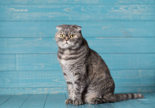 Scottish Fold Cat. Scottish Fold Cat on a wooden background. scottish fold cat photos stock pictures, royalty-free photos & images