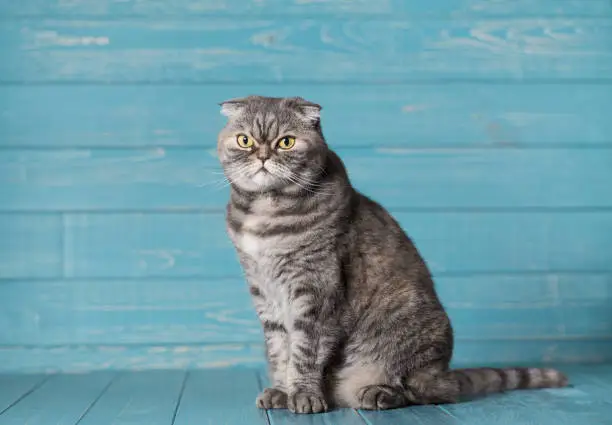 Scottish Fold Cat on a wooden background.