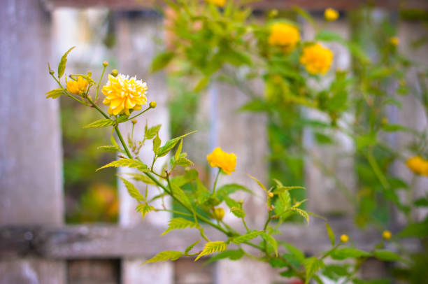 The Kerria japonica is in full swing, spring Ukraine