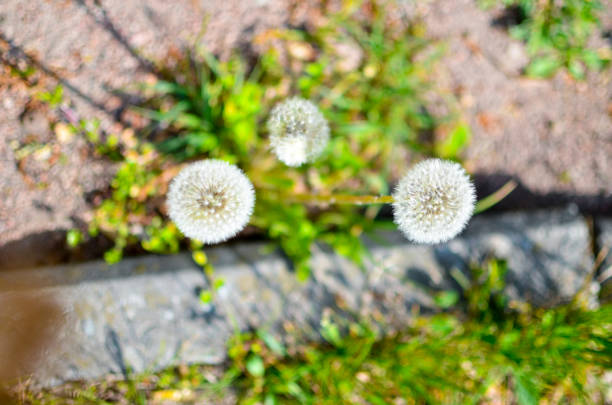 Dandelion seed outdoors closeup in white and green colors