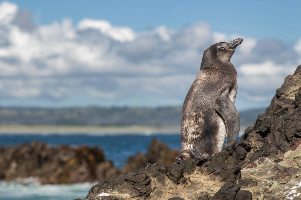 岩でペンギンの側面 - nobody beak animal head penguin ストックフォトと画像