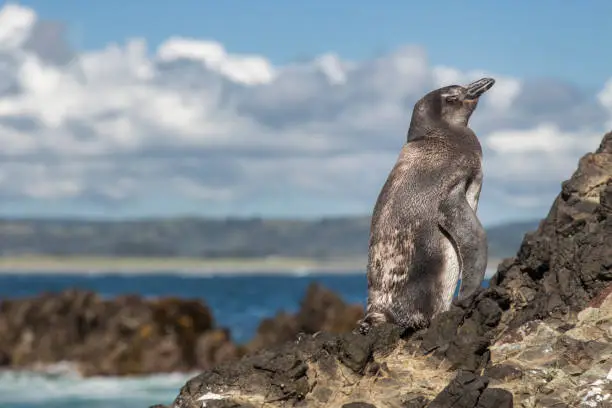 Side-face of a penguin standing in a rock near the seashore in Chiloe, Chile