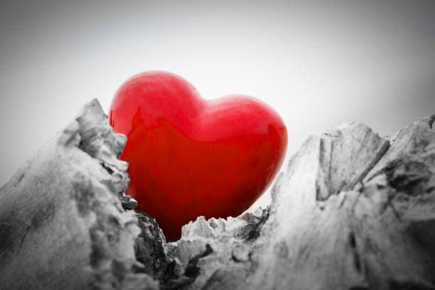 istock Red heart in a tree trunk and branches. Love symbol. Red against black and white 804511246