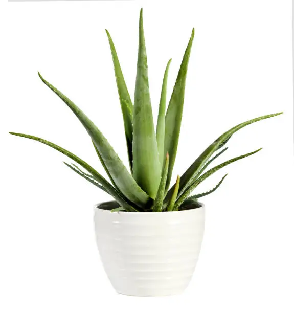 Isolated fresh Aloe vera plant in a flowerpot with its succulent leaves from which the soothing sap used for healing and medicinal purposes is derived