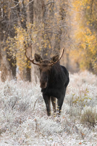 istock BULL MOOSE IN AUTUMN COLORS STOCK IMAGE 804531932
