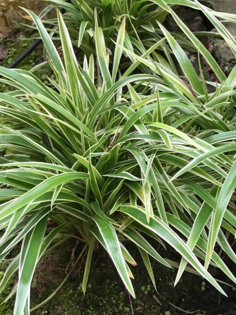 istock Chlorophytum comosum or Spider plant or Ribbon plant. 804532498