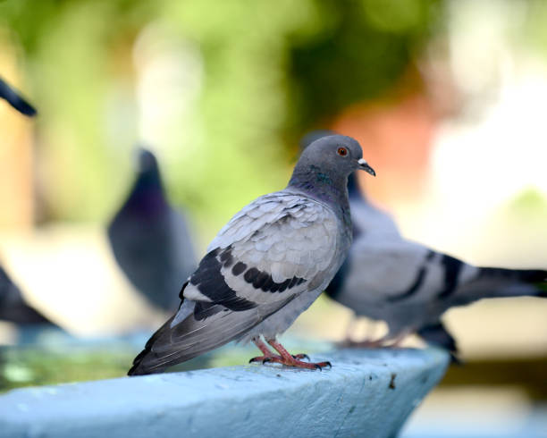 istock Pigeon drinking and playing water in the fountain. 804532868
