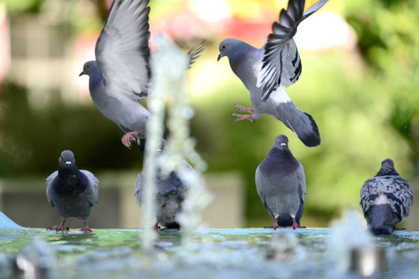 A beautiful nimble pigeon sits by the sea embankment in Georgia and flies from place to place