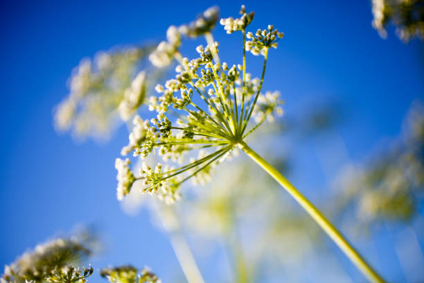 anthriscus sylvestris - cerefolio agreste fotografías e imágenes de stock