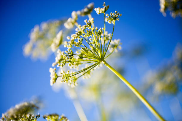 Anthriscus sylvestris Anthriscus sylvestris, also known as cow parsley cow parsley stock pictures, royalty-free photos & images