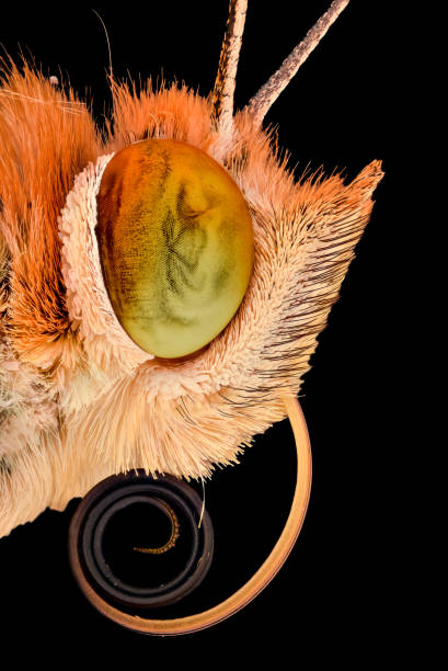 istock Extreme magnification -  Butterfly portrait 804553980