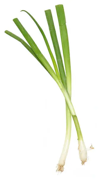 Whole Green Onions over white with bulb, stem and roots.