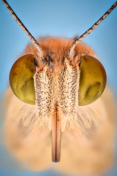 Extreme magnification -  Butterfly portrait