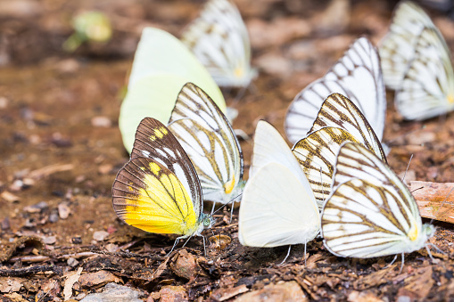 Close up of Pierid butterflies in nature, focusing on the Orange gull (Cepora Judith, Cepora iudith) butterfly
