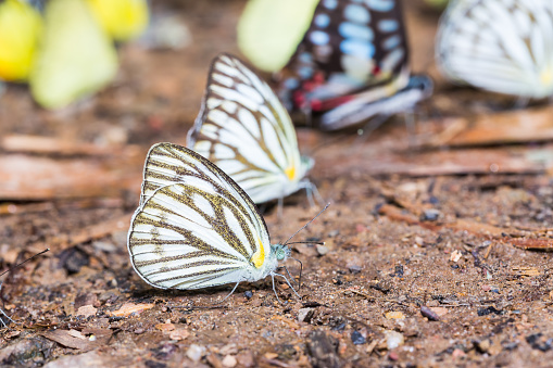 Close up of Common Gull (Cepora nerissa) butterfly in nature