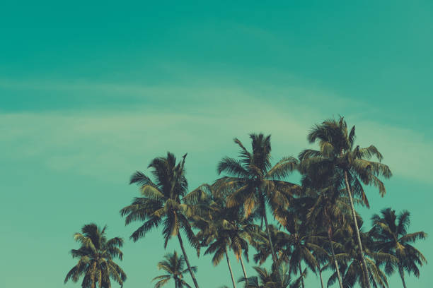 istock Palm trees on tropical beach, vintage toned 804554534