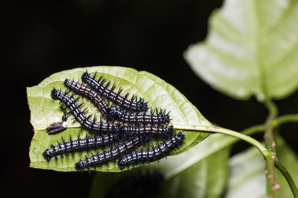 istock Group of Autumn Leaf caterpillars 804554774