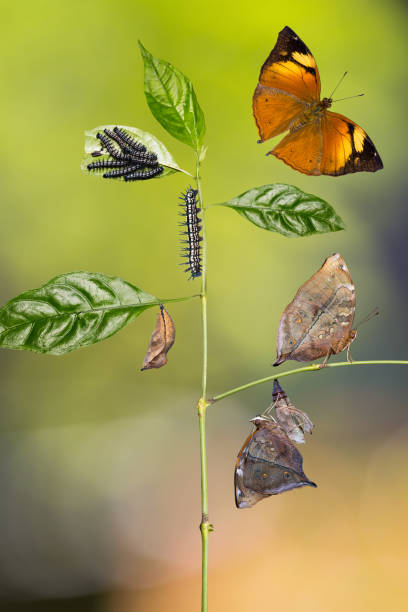 istock Autumn Leaf butterfly life cycle 804559962
