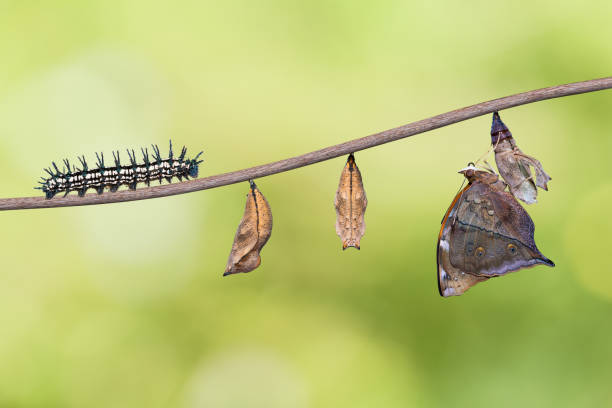istock Autumn Leaf butterfly life cycle 804563488