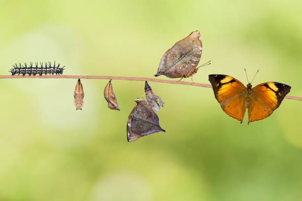 Autumn Leaf butterfly life cycle Transformation of Autumn Leaf (Doleschallia bisaltide) butterfly from caterpillar to its adult form, nature background instar stock pictures, royalty-free photos & images