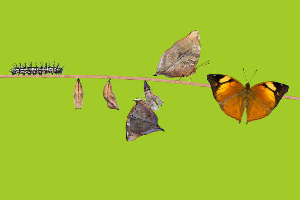 istock Autumn Leaf butterfly life cycle 804569846