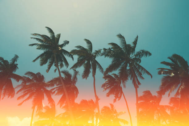 istock Palm trees on beach retro color stylized with light leak 804569848