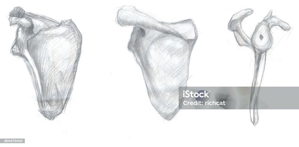 Draw Scapula Scapula Views Stock Illustration - Download Image Now - Anatomy, Art ...