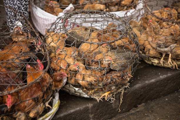 istock Caged Chickens for Sale to Cook 804585010