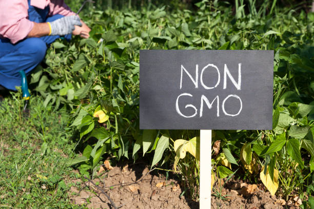 campesino trabajando en el huerto no modificado genéticamente - non gmo fotografías e imágenes de stock